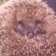 Robert