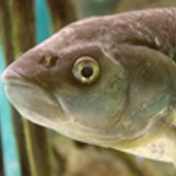 AmandaIps