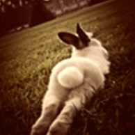 Kalb